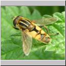 Helophilus hybridus - Helle Sumpfschwebfliege 04.jpg